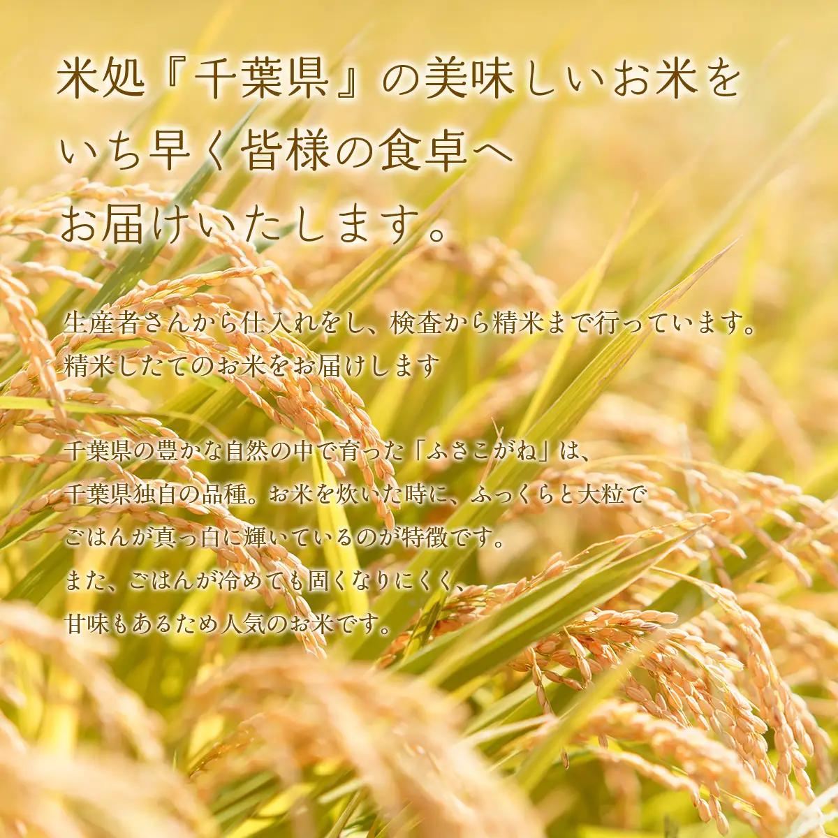 【最短2～7営業日出荷】【令和7年産】千葉県産　ふさこがね10kg (精米5kg×2袋) E028