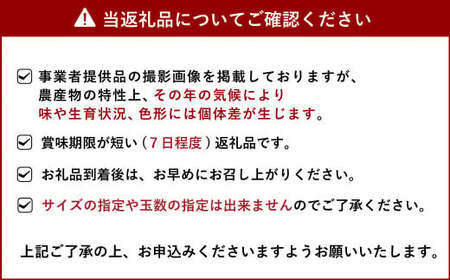 先行予約 みかん 旬の果実 盛り合わせ（化粧箱入り） 3kg 髙橋果樹園【2025年1月下旬から2月下旬発送予定】柑橘 詰め合わせ 