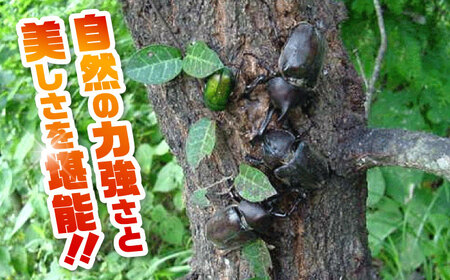 カブトムシ 20ペアセット 【ふるさと昆虫】[YDV027]