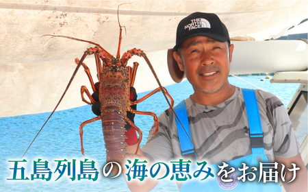 【限定数量】【五島列島の海の恵み】特大 天然 活き 伊勢海老 1尾 1.1kg【有川町漁業協同組合】[RBH001]