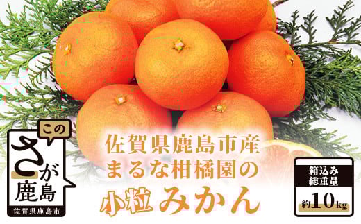 
            鹿島 まるな柑橘園の小粒みかん 約10kg 2025年9月下旬頃出荷開始予定 みかん 蜜柑 ミカン 柑橘 くだもの 果物 フルーツ ふるさと納税 佐賀県 鹿島市 A-64
          