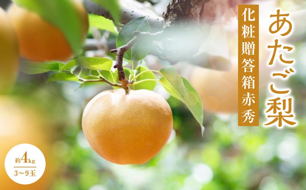 
                  梨 2026年  あたご梨 3～9玉 合計約4kg 化粧贈答箱赤秀【ナシ なし 岡山県産 国産 フルーツ 果物 ギフト 石原果樹園】
                
