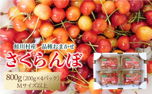 
                  【令和8年産】 鮭川村産さくらんぼ ＜品種おまかせ＞ フードパック800g（200g×4P）
                