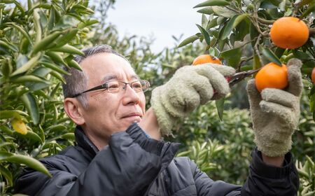 【先行予約】【家庭用】早生みかん 5kg ※離島への配送不可 （2025年11月10日より順次発送） IKTA040