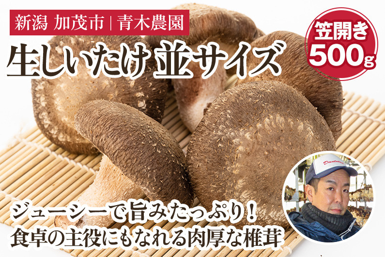 
            生しいたけ 並サイズ（笠開き） 約500g（12～18個）《10月中旬から順次発送》 品評会で金賞受賞！ きのこ しいたけ 椎茸 特大 食べ応えある大きさ 肉厚で旨味たっぷり！ 加茂市 青木農園
          