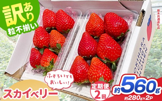 【先行予約】【定期2回】訳あり スカイベリー 約  280g × 2P｜【栃木県共通返礼品】いちご イチゴ 苺 訳あり 不揃い 粒 栃木県 那珂川町 送料無料