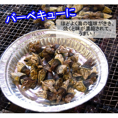 亀の手　大サイズ　500g×2袋　計1kg　兵庫県新温泉町　【配送不可地域：離島】【1411902】