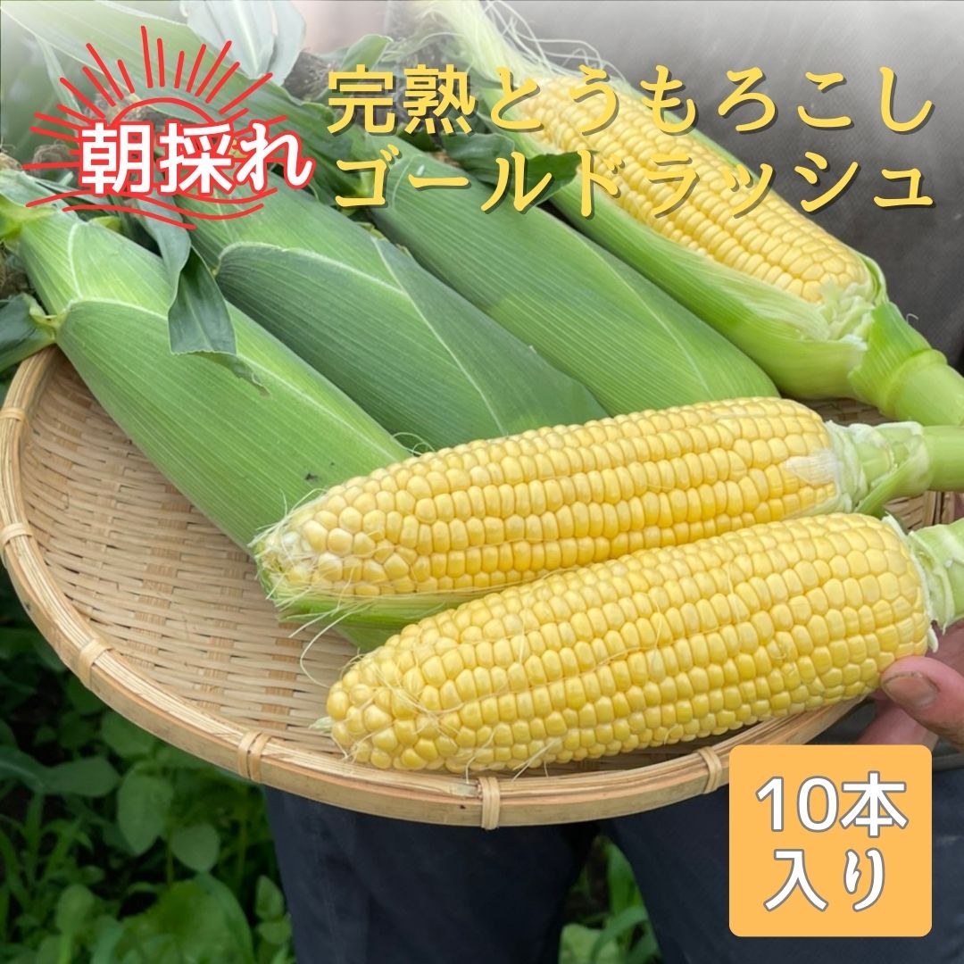 【ふるさと納税】完熟とうもろこし(ゴールドラッシュ)10本＜7月中旬発送＞【配送不可地域：離島】