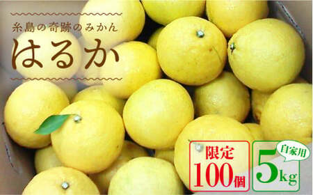 【先行予約】爽やか に甘い！ 糸島産 「 はるか 」  自家用 約 5kg 【2025年3月以降順次発送】 二丈赤米産直センター [ABB023]