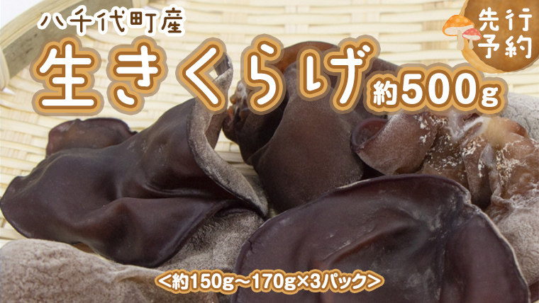 【先行予約 2025年6月以降発送】八千代町産 生きくらげ 約 500g (約 150g ～ 170g × 3パック ） キクラゲ 木耳 きのこ キノコ ふるさと納税 7000円 茨城県 八千代町 [CW001ya]