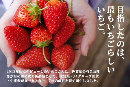 いちごさん 240g×4P★先行予約★【生産者直送】ふるさと納税 いちご イチゴ 苺 果物 フルーツ 旬 贈答用 お取り寄せ ギフト ふるさと 人気 佐賀県 鹿島市 送料無料 【2026年2月頃～4月
