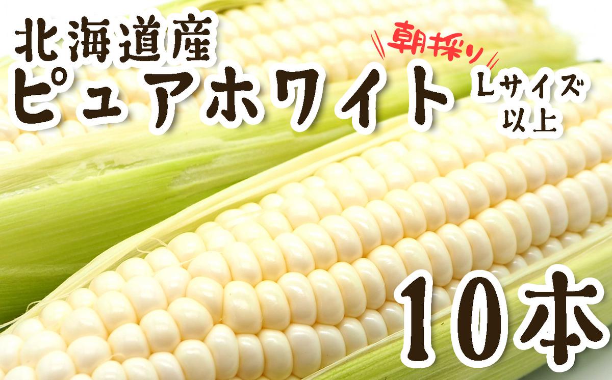 ＜ 10月上旬より発送開始 ＞ 北海道産 白い とうもろこし 10本 Lサイズ 以上 ピュアホワイト 朝採れ とうきび 野菜 新鮮 冷蔵 北海道 新ひだか町 ＜ 予約受付 ＞