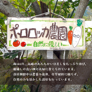 【8月発送】 無添加 梅干し 減塩 小分け 1.5kg ： 南高梅 梅干し