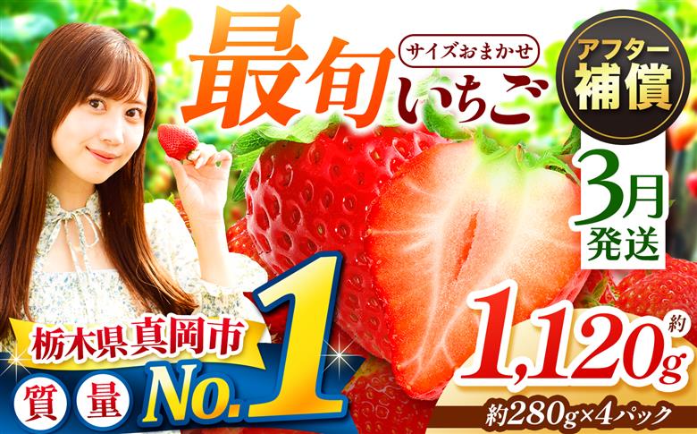 【先行予約】【3月発送】大人気！ 最旬とちあいか 約1120g（280g×4パック)　いちご| 取り寄せ 果物 フルーツ 苺 イチゴ 2027年分 栃木県 真岡市 【3月発送】最旬｜サイズおまかせ　約