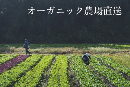 【毎月定期便】しあわせ野菜畑の有機野菜Ｌセット（安心の有機JAS認証　旬のオーガニック野菜　農場直送便）全3回　6869