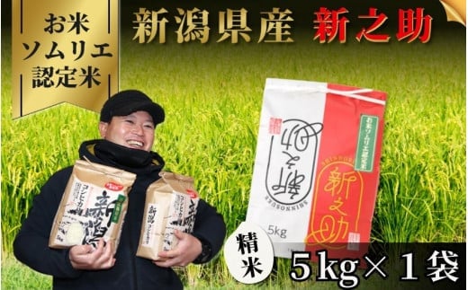 令和7年産 新米 【 先行予約 】 米 5kg 五泉市産 新之助 お米ソムリエのお米 | 白米 精米 しんのすけ お米 おこめ コメ こめ おすすめ 人気 新潟県 五泉市 エバーグリーン農場