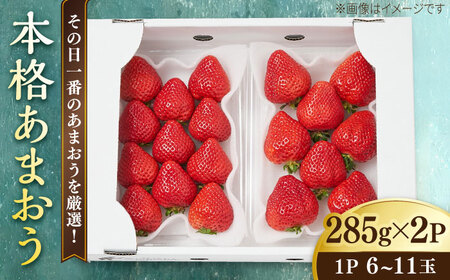 【先行受付】【その日一番のあまおうを即日出荷！】 本格 あまおう ( 285g × 2パック) 【2027年1月以降順次発送】いちご 苺 糸島市 / みのりのりん [ABD002] ランキング 上位 人気 おすすめ