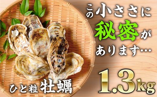 
            大曽根ひと粒牡蠣（小粒 養殖マガキ）加熱用　1.3kg　SR-1 
          