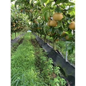 【5kg】栃木県小山市産　甘太　梨【1617298】