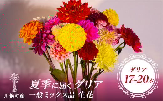 川俣町産 夏季に届く ダリア 一般ミックス品 生花 FAF-0067