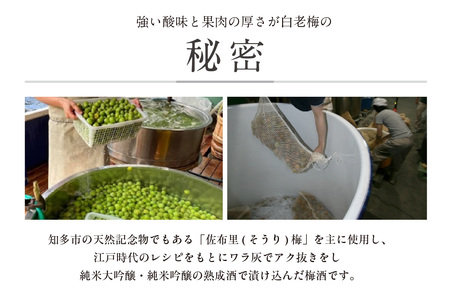 知多の梅酒「白老梅」純米吟醸、純米大吟醸のセット お酒 リキュール アルコール 佐布里梅 梅酒 澤田酒造 特産品 贈り物 ギフト 飲み比べ 晩酌 宅飲み 家飲み 純米吟醸 大吟醸 白老梅 愛知県 知多