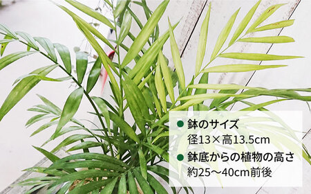 テーブル ヤシ  糸島市 / cocoha[AWB009] 観葉植物 グリーン インテリア