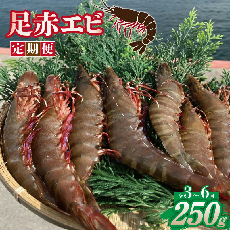 【ふるさと納税】【定期便】足赤エビ 250g 3回 / 6回 冷凍 真空パック 国産 えび 天然 ぷりぷり 海鮮 水揚げ 生食可 生食 新鮮 高級種 大阪府産 急速冷凍 甘み 刺身 天ぷら 塩焼き おつまみ 魚 海鮮 水産加工品 食品 お取り寄せグルメ 大阪府 泉佐野市 送料無料