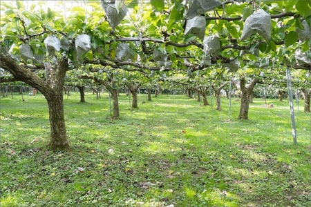 京丹後の梨ジュース 小瓶3本入り