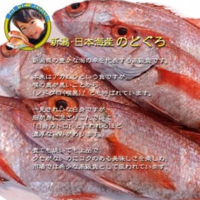 ふるさと納税 新発田市 【鮮度抜群】真空冷凍　日本海産ノドグロ 4尾セット(1尾 約300g以上) |  | 01