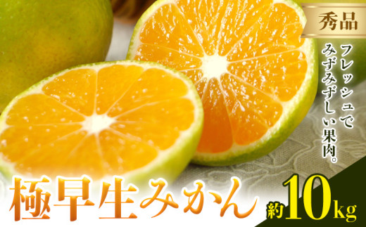 みかん 極早生みかん 秀品 10kg 日本フルーツ株式会社《10月上旬-10月末頃出荷》熊本県 荒尾市 早生みかん 果物 フルーツ スイーツ デザート ギフト ご贈答