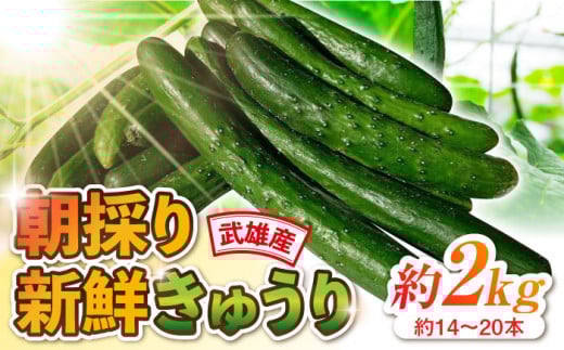 朝採り新鮮きゅうり 約2kg（約14～20本）/株式会社 y's company（utsu和ya） [UDX001]