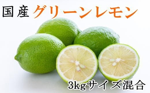 【産直】和歌山産グリーンレモン約3kg（サイズ混合）※2026年10月中旬～2026年11月上旬頃順次発送【tec506A】