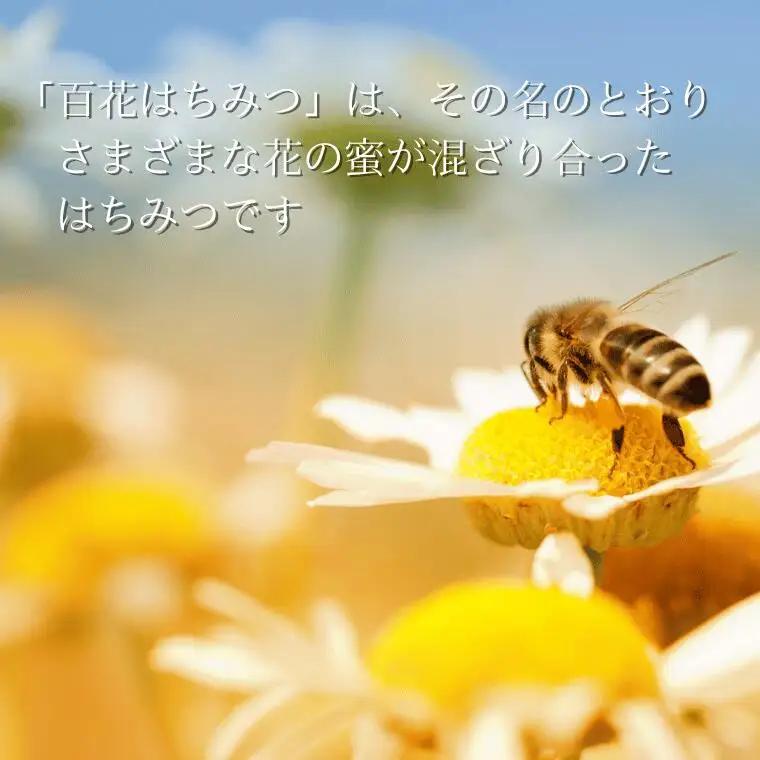 信州特産！！「国産純粋　天然 百花はちみつ」500ｇ｜ハチミツ 蜂蜜  [YY-102-2] 