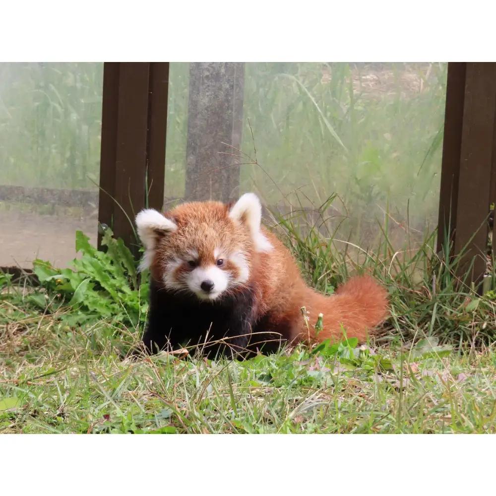 茶臼山動物園入園券・茶臼山モノレール乗車券　３セット | 動物園 