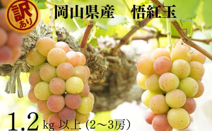 【ふるさと納税】訳あり 悟紅玉 旧ゴルビー 2～3房 合計1.2kg以上 産地直送 朝採れ ぶどう 葡萄 岡山 Kawahara Green Farm 岡山県産 2026年 　お届け：2026年8月25日～2026年9月25日