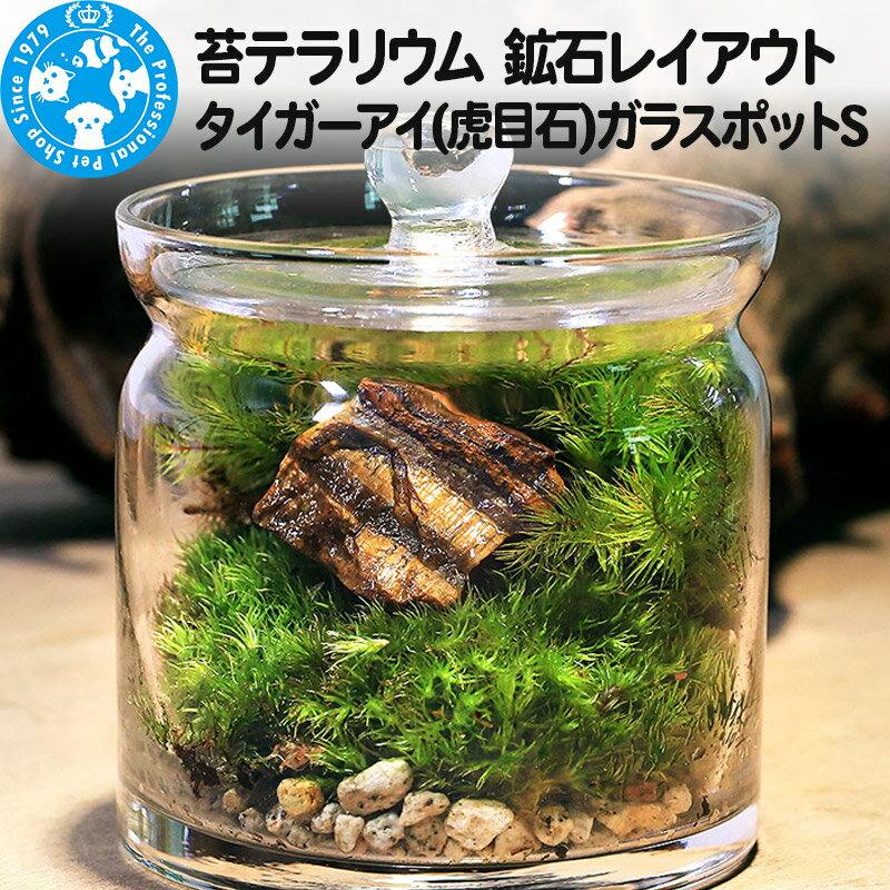 【ふるさと納税】苔テラリウム 鉱石レイアウト タイガーアイ(虎目石)ガラスポットS 説明書付 [株式会社チャーム charm 観葉植物 苔テラリウム インテリア・雑貨 グリーン ガラスボトル ガラスポット ガラス容器 苔 鉱石レイアウト]