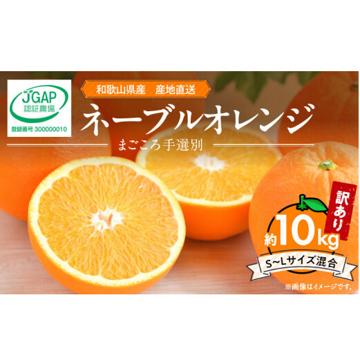 【2027年先行予約】和歌山県産 ネーブルオレンジ 【訳あり 家庭用】10kg サイズ混合 【まごころ手選別】_ZE6445
