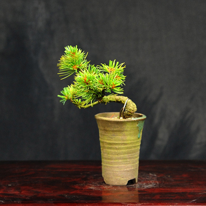 赤石の泉 赤石 五葉松（鉢植え） F-123【現品限り】【配送地限定】