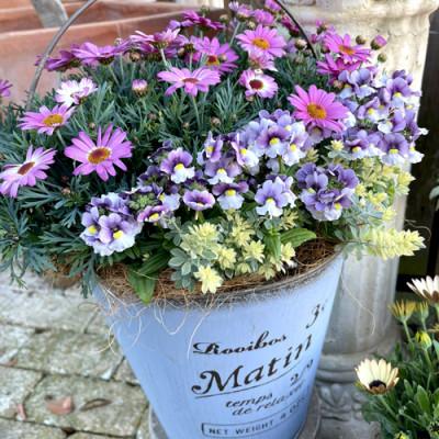 ふるさと納税 大村市 【発送月固定定期便】おまかせ季節の寄せ植えプランター全4回 |  | 02