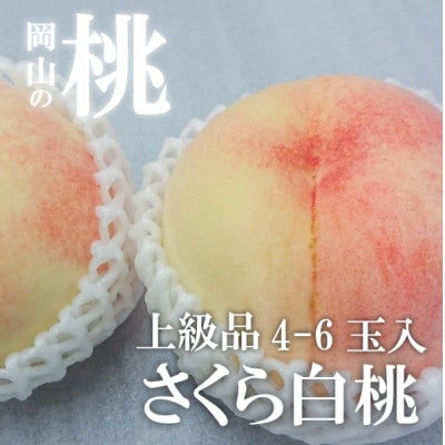 【2026年先行予約】しっかりとした果肉が美味しい「さくら白桃」上級品 4-6玉入(岡山県産)【配送不可地域：離島】