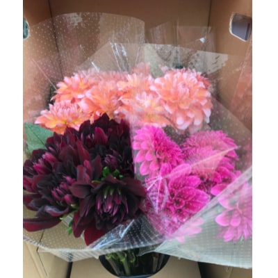 川西町産　ダリア切花　中輪〜中大輪(約17cm〜21cm前後)20本　※9月〜10月出荷予定【配送不可地域：離島】【1244698】