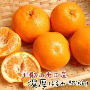 和歌山 有田の 濃厚 はるみ 約10kg（S又はMサイズ）［先行予約］［MS84w］