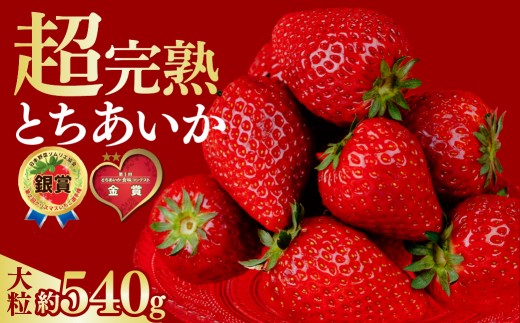 いちご 選手権金賞農園の 厳選&完熟&朝摘み とちあいか 大粒 約270g × 2パック 合計 約540g【3月以降発送】 | いちご イチゴ 苺 とちあいか 第1回いちご選手権金賞 ブランドいちご ストロベリー 完熟 果物 フルーツ くだもの 旬 産地直送 栃木県産 鈴木ファーム 栃木県 茂木町