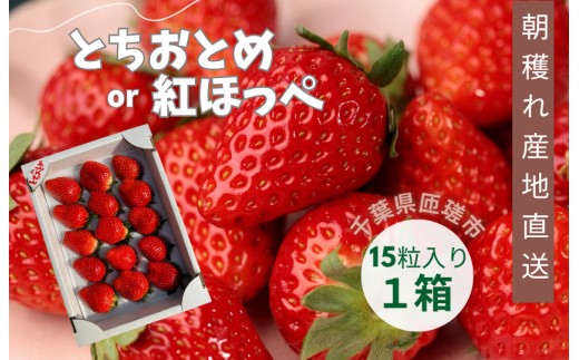 産地直送　匝瑳市産いちご　15粒入り×1箱 ／ いちご 苺 イチゴ ストロベリー とちおとめ 紅ほっぺ 果物 フルーツ 産地直送