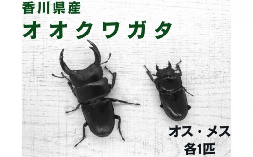 
[№5341-0459]オオクワガタ　オス・メス1ペア（各1匹・香川県産）
