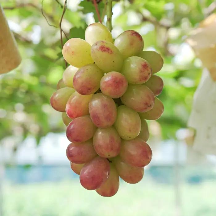 【2026年8･9月発送予定】ぶどう 種なし おまかせ 1房 (500g) ブドウ 葡萄 厳選 限定