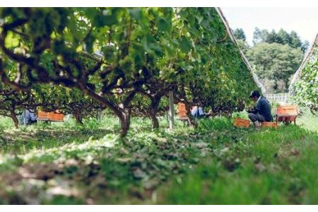 赤ワイン 奥出雲葡萄園 杜のワイン赤 赤ワイン3本セット 750ml×赤ワイン3本 辛口赤ワイン