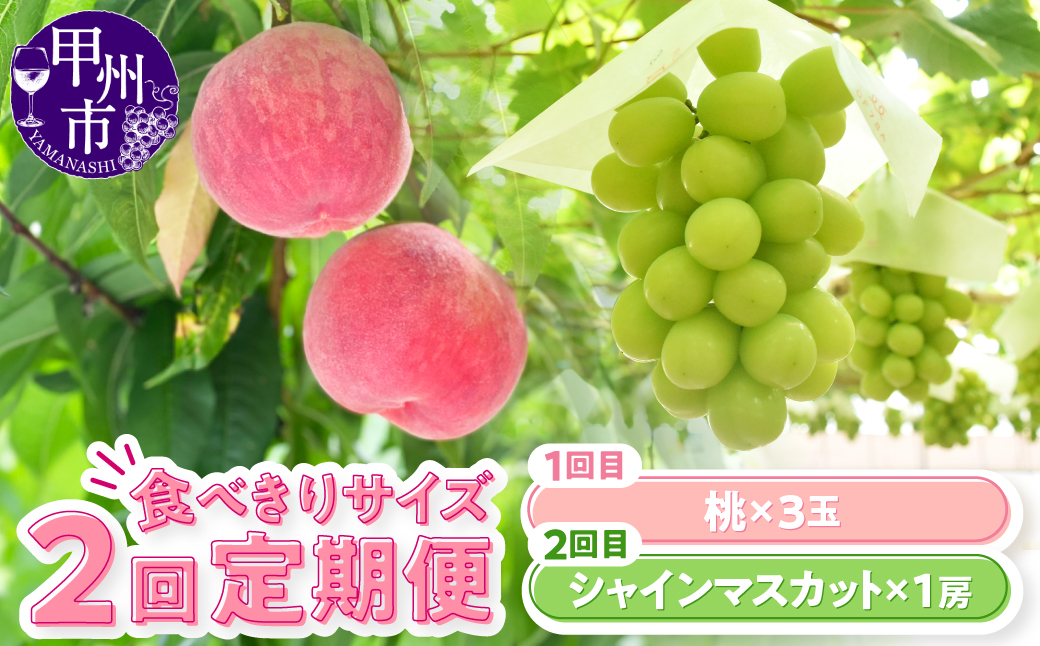 【定期便】食べきりサイズ 甲州市からお届けする 桃＆シャインマスカット【2026年発送】（KSB）B16-130