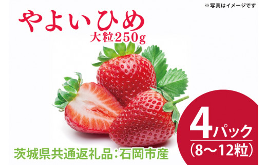 【先行予約】やよいひめ 大粒250g（8〜12粒）×4パック（茨城県共通返礼品：石岡市産）合計約1㎏　※2024年12月初旬～2025年3月下旬頃に順次発送予定(CD003)