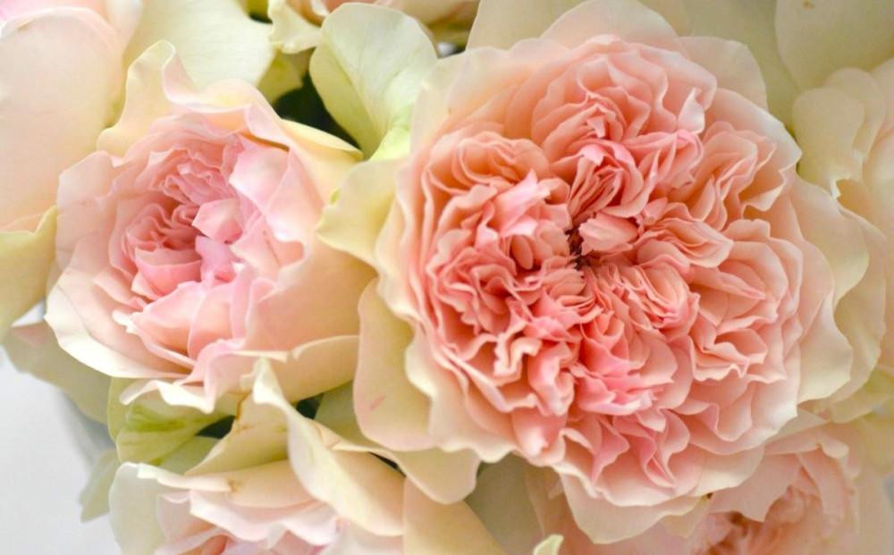 
            【先行受付】バラ鉢苗　クロッシェ【2025年5月発送予定】河本バラ園
          